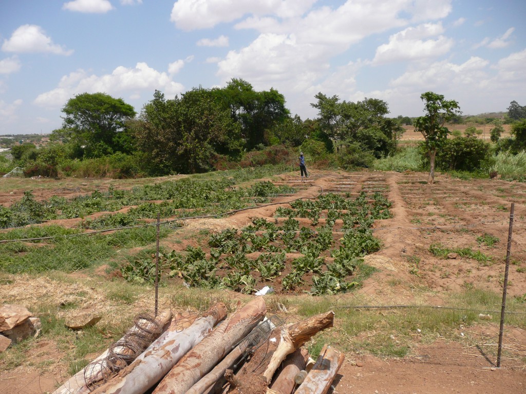 zambia2013 097