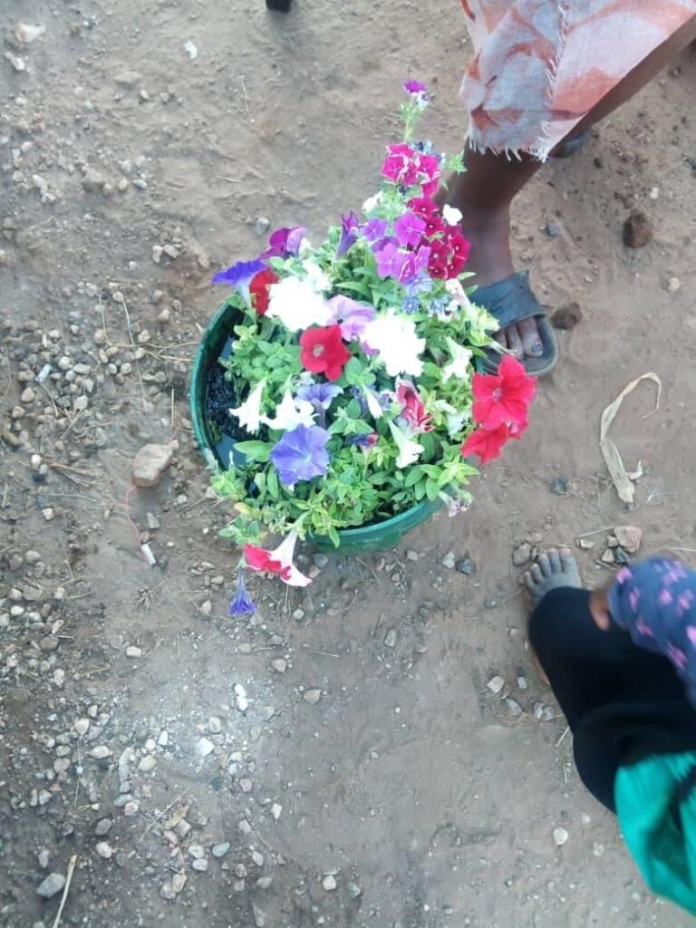 Petunias in a pot