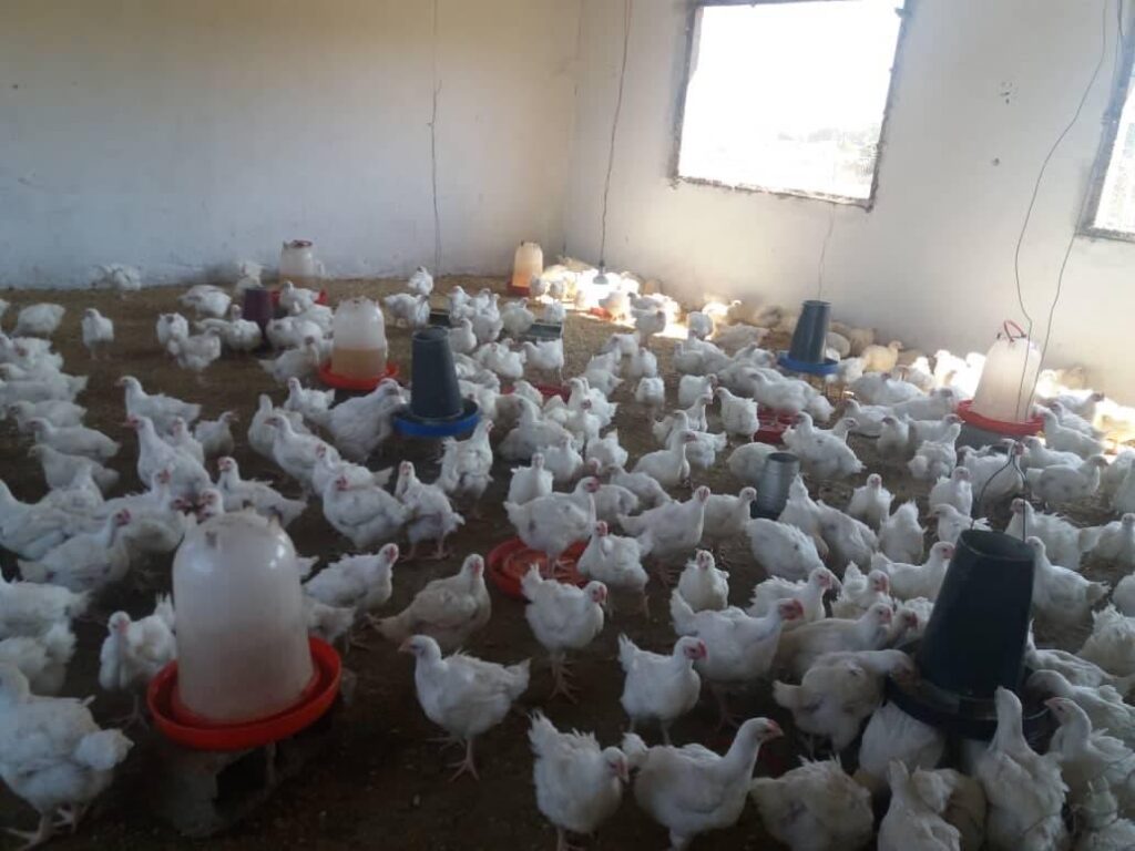 Growing chickens
