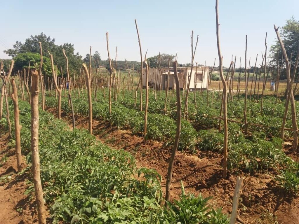 Vegetable garden