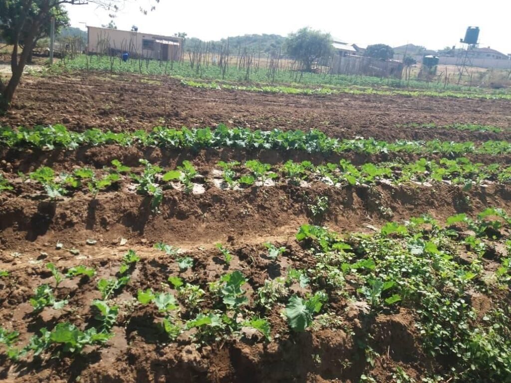 Vegetable garden